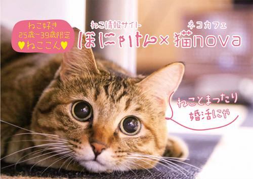 8月18日 土 開催 ねこ好き25歳 39歳限定 ねここん 徳島ねこウェブマガジンほにゃけん ネコカフェ猫nova 受付終了 7月26日 8月18日 土 開催 ねこ好き25歳 39歳限定 ねここん 徳島ねこウェブマガジンほにゃけん ネコカフェ猫nova 受付終了 7月26日