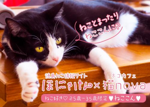 3月7日 土 開催 ねこ好き25歳 35歳限定 ねここん 徳島ねこウェブマガジンほにゃけん ネコカフェ猫nova 中止 3月7日 土 開催 ねこ好き25歳 35歳限定 ねここん 徳島ねこウェブマガジンほにゃけん ネコカフェ猫nova 中止